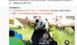 yy大熊猫最新爆料消息,最新爆料背后的故事与真相