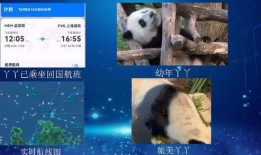 yy大熊猫最新爆料消息,最新爆料背后的故事与真相